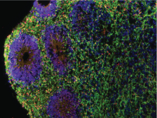 Stem Cell Image - Image credit: Erika Pedrosa, M.S.