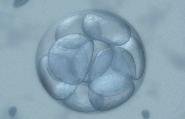 embryo-0429