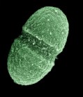 The bacterium, Enterococcus faecalis, which lives in the human gut, is just one type of microbe that will be studied as part of NIH's Human Microbiome Project