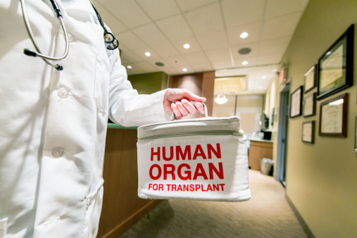 Hand holding bag containing human organ for transplant