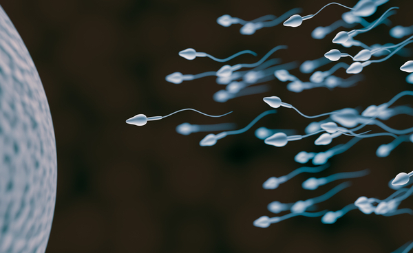 Illustration of sperm fertilizing egg