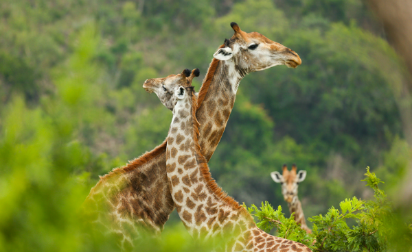 Two giraffes, one resting neck on the other's. 