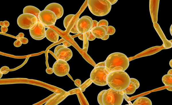 Computer illustration of unicellular fungus Candida auris.
